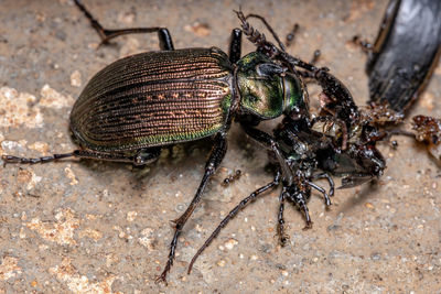 High angle view of insect on sand