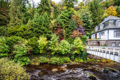 Trees growing by river in forest