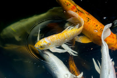 Close-up of fish swimming in sea