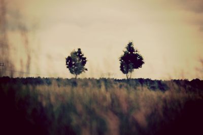 Plants on field against sky