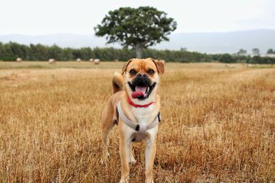 Portrait of dog on field