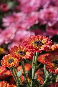 The orange chrysanthemum flowers with the blur pink chrysanthemum wallpaper background.