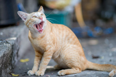 Close-up of stray cat with yawning on street