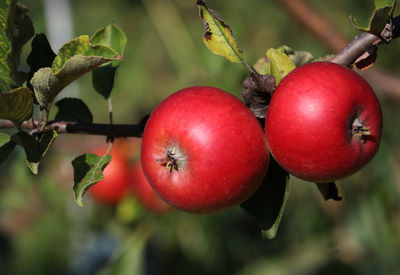 Close-up of apples on plant