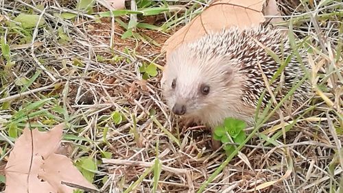 Close-up of rabbit in grass