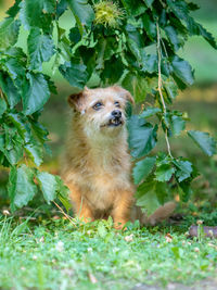 Portrait of dog on field