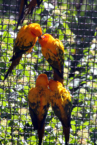 Close-up of parrot in cage