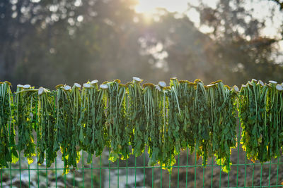 Close-up of fresh plants on field during sunny day