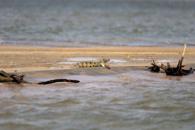 View of small crocodile on beach