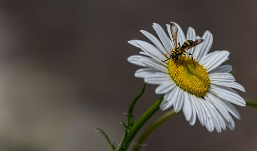 Close-up of bee pollinating flower