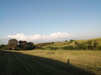 Scenic view of agricultural field against sky