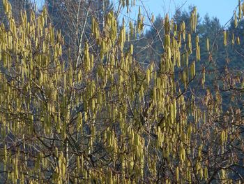 Close-up of fresh plants on field against sky