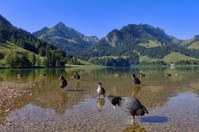 Ducks in a lake