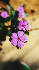 Close-up of purple flowers blooming outdoors