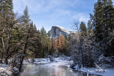 Frozen stream amidst trees in forest against sky