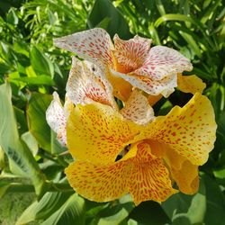 Close-up of yellow flowering plant