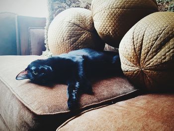 Close-up of dog relaxing on sofa at home