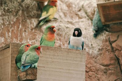 Close-up of bird perching on wood