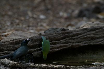 Close-up of birds