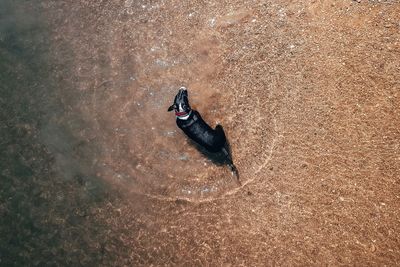 High angle view of bird on beach