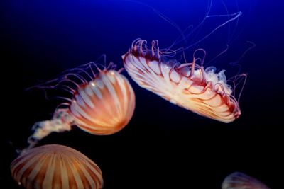 Close-up of jellyfish swimming in sea