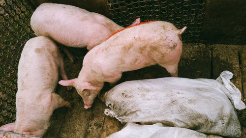 High angle view of pigs in cage at farm