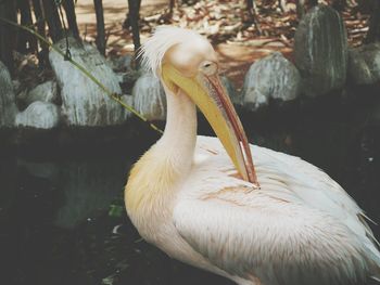 Close-up of pelican in lake