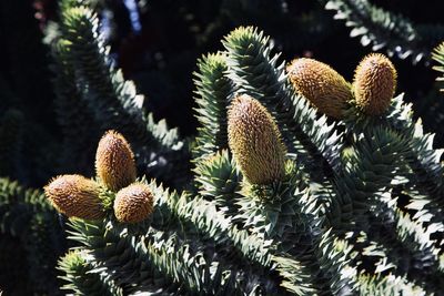 Close-up of succulent plant