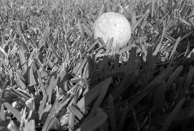 Close-up of plants growing on field