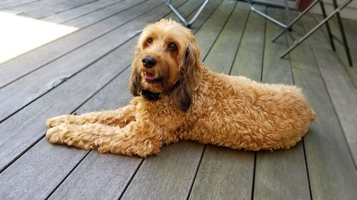 Portrait of dog sitting on floor