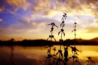 Silhouette plants by lake against sky during sunset