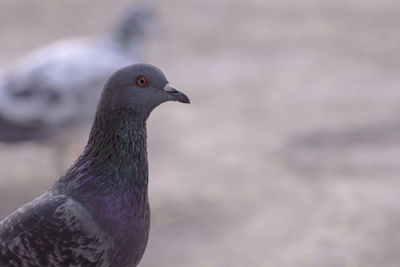 Close-up of a bird