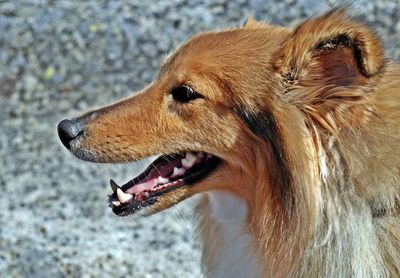 Close-up of dog