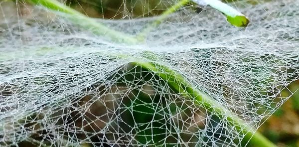 Close-up of spider web