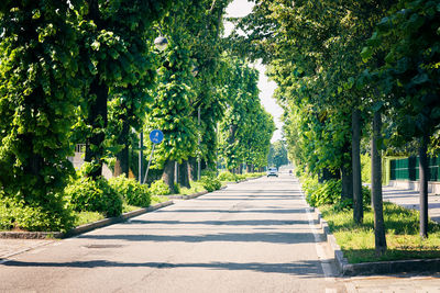 Road amidst trees