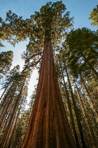 Low angle view of redwood trees growing in forest