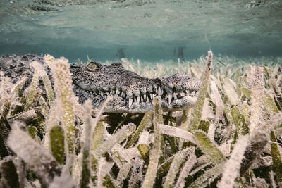 Crocodile swimming in sea