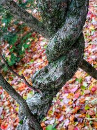 tree trunk