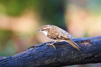 Treecreeper on tree