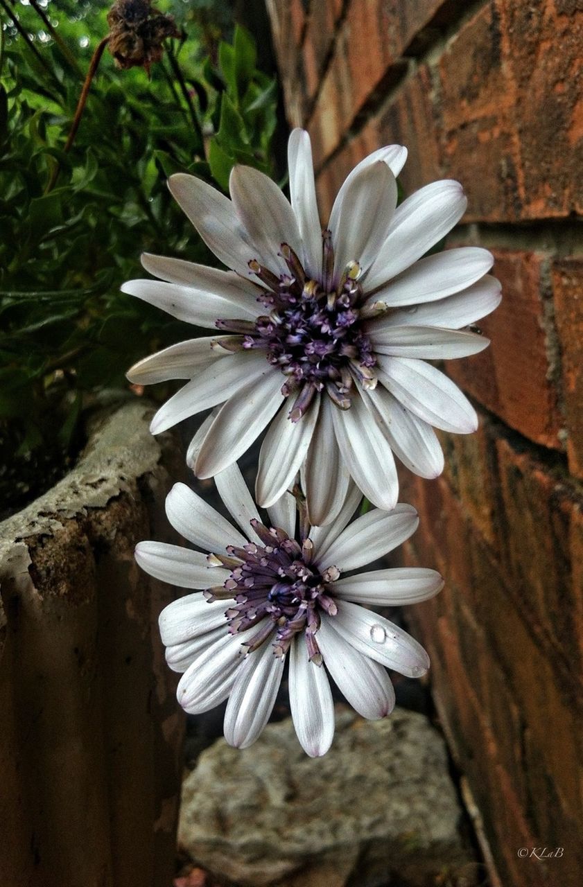 flower, petal, freshness, fragility, flower head, growth, close-up, beauty in nature, pollen, focus on foreground, nature, purple, blooming, stamen, single flower, plant, in bloom, botany, high angle view, day