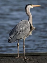 Close-up side view of a bird against blurred water