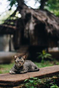 Portrait of a cat