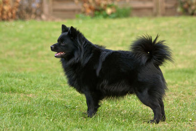 Black dog on grass