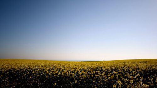 Scenic view of yellow flowering field against clear sky