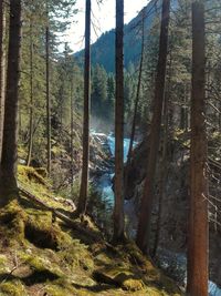 Scenic view of forest