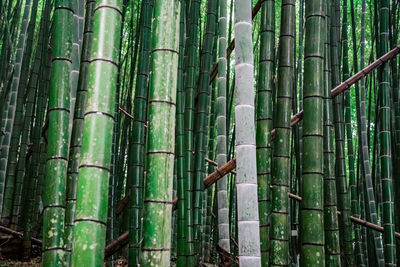 View of bamboo trees in the forest