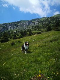 Dog standing on field by mountain against sky