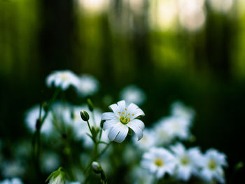 Close-up of white flowers blooming outdoors