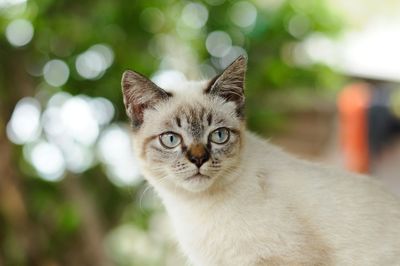 Close-up portrait of cat by white outdoors
