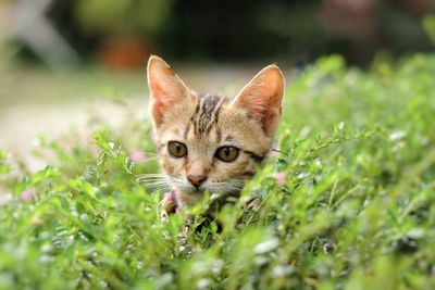 Portrait of kitten on field